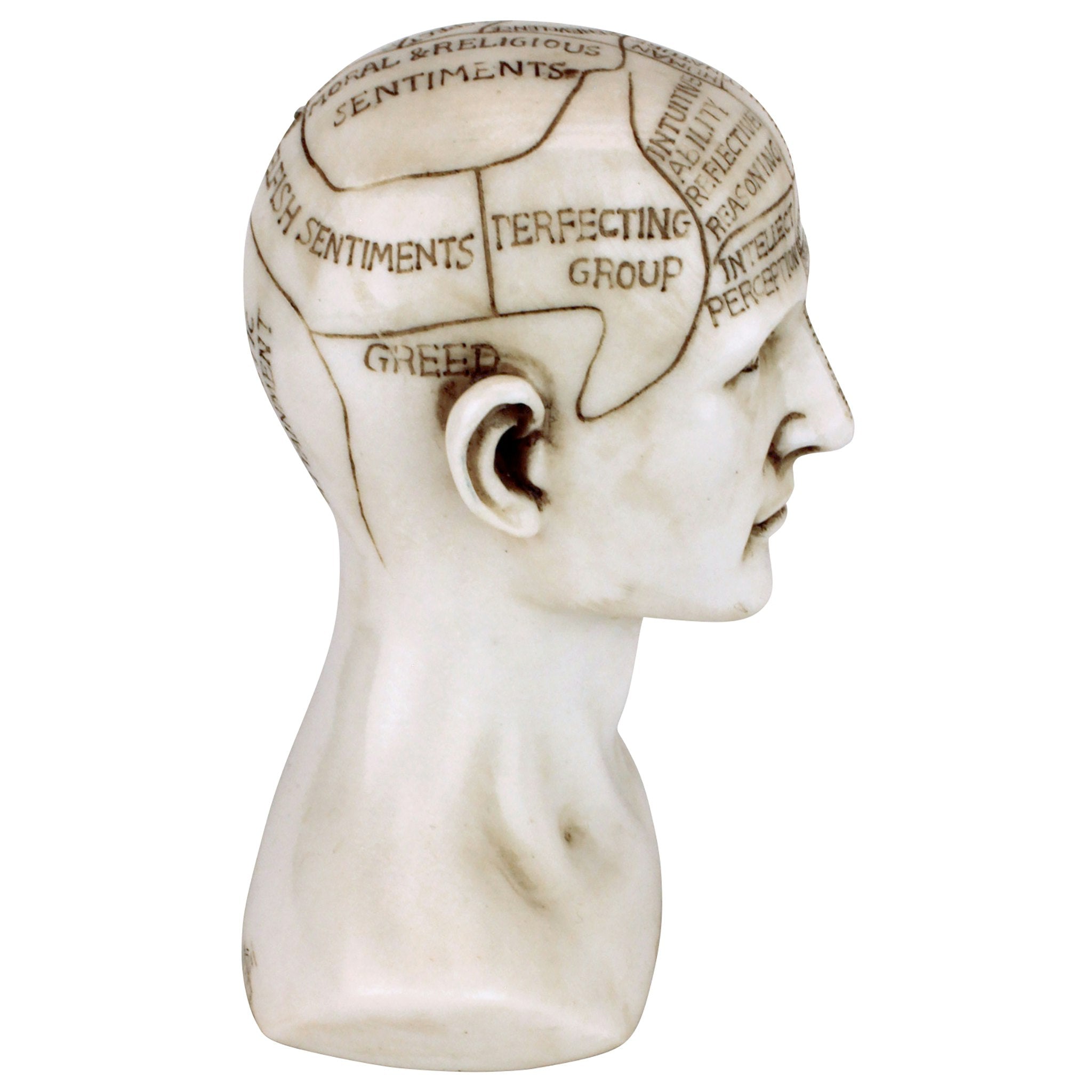 Phrenology the Science of the Brain Victorian Replica Statue