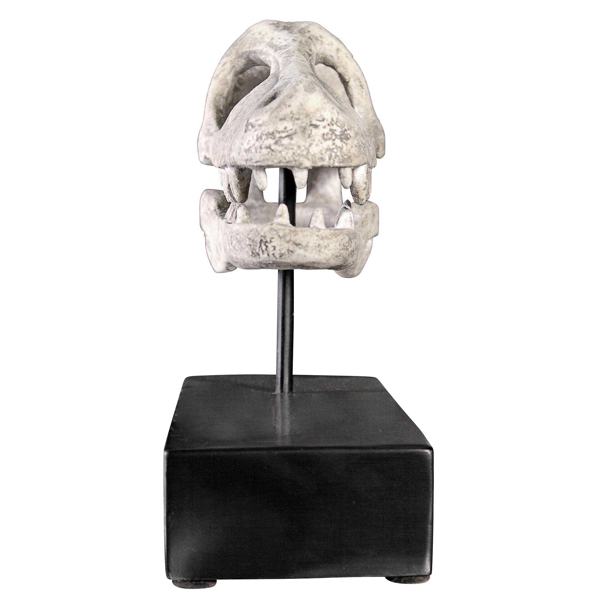 Velociraptor Dinosaur Skull Fossil Statue on Museum Mount