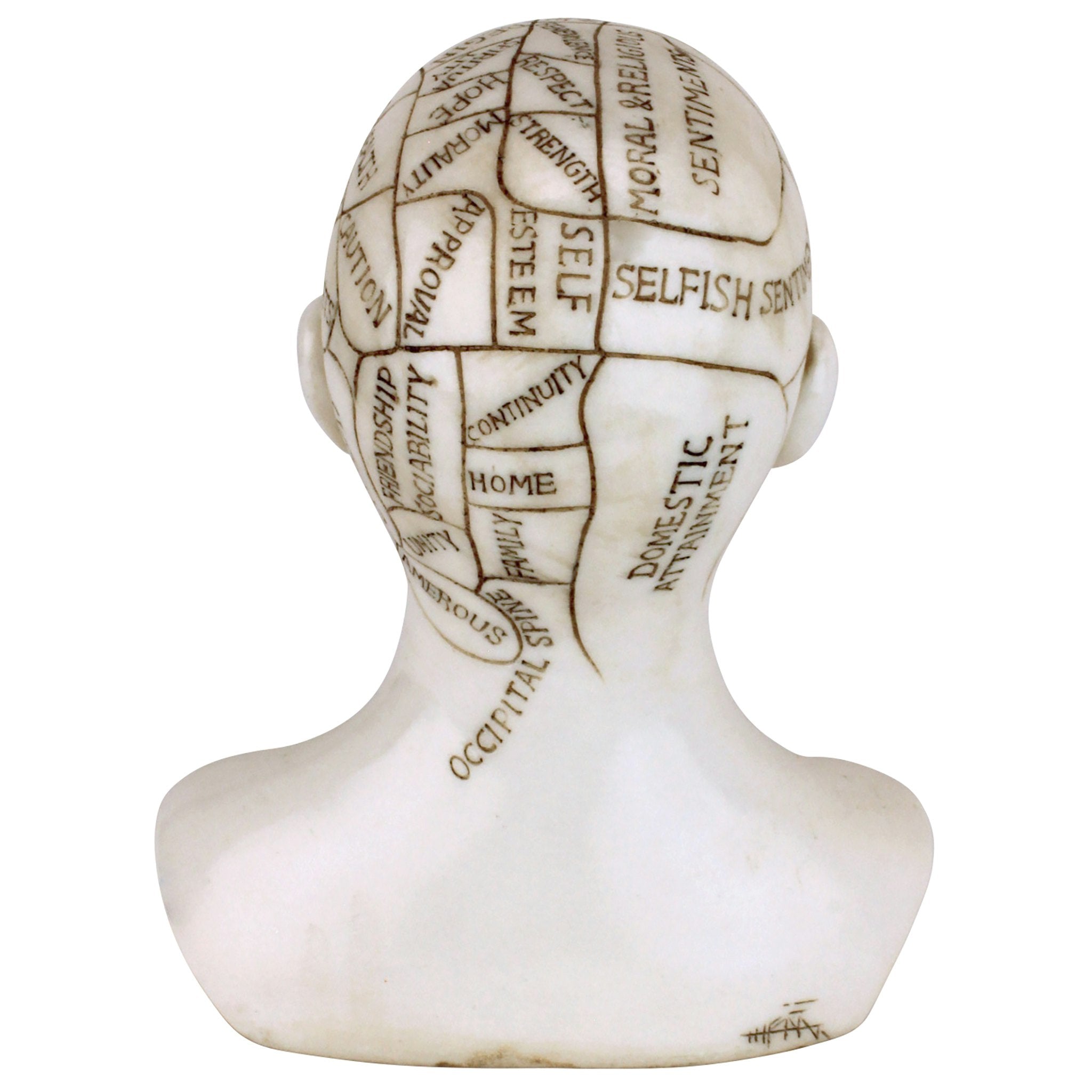 Phrenology the Science of the Brain Victorian Replica Statue