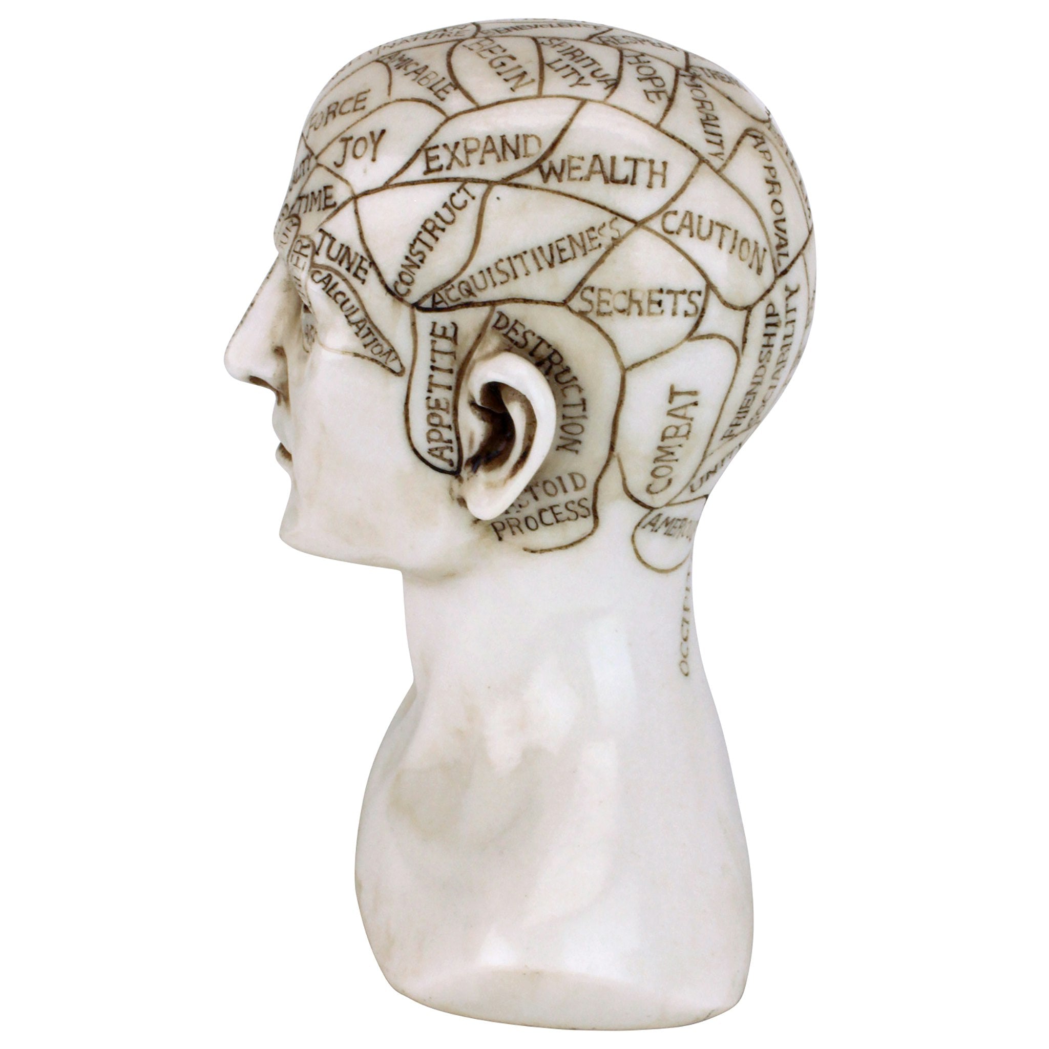 Phrenology the Science of the Brain Victorian Replica Statue